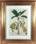Traditional Botanical Hand-Colored Copper Engraving of Banana Plants, Georg Eberhard Rumphius, 1741–1750) For Sale - Image 3 of 17