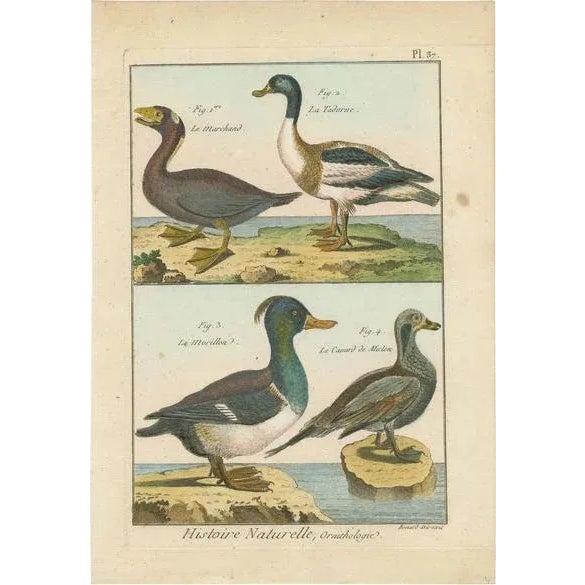 Bernard, Four Ducks, 1792, Hand-Colored Copper Engraving For Sale - Image 6 of 6