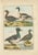 Bernard, Four Ducks, 1792, Hand-Colored Copper Engraving For Sale - Image 6 of 6