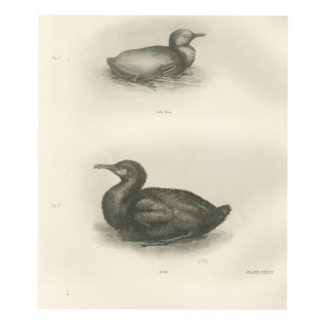 After Lilian Medland, Young Cormorants, 1909, Print For Sale