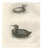 After Lilian Medland, Young Cormorants, 1909, Print For Sale