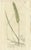 After James Sowerby, Botanical Illustrations of Wheat, Barley and Ryegrasses, 1830s, Engravings, Set of 8 For Sale - Image 3 of 10