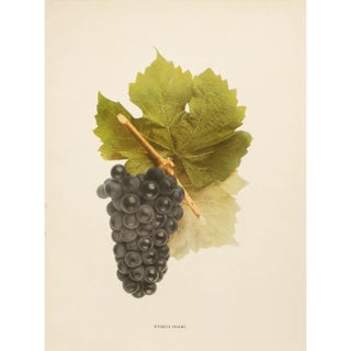 1900s U. P. Hedrick, Original Antique Photogravure of Hybrid Franc Grapes For Sale