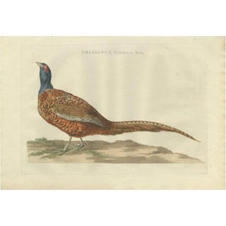 C. Nozeman, M. Houttuyn and J.C. Sepp, Phasianus, Colchicus, Mas, 1789, Paper For Sale