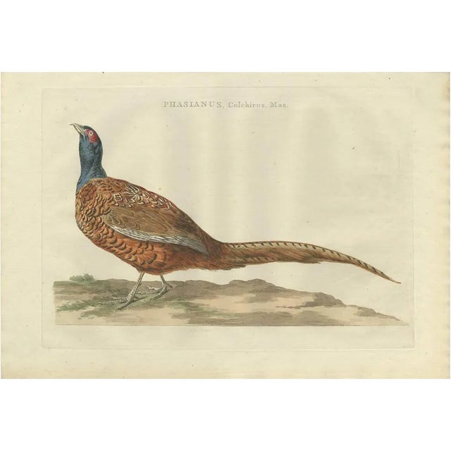 C. Nozeman, M. Houttuyn and J.C. Sepp, Phasianus, Colchicus, Mas, 1789, Paper For Sale