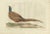 C. Nozeman, M. Houttuyn and J.C. Sepp, Phasianus, Colchicus, Mas, 1789, Paper For Sale