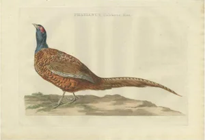 C. Nozeman, M. Houttuyn and J.C. Sepp, Phasianus, Colchicus, Mas, 1789, Paper