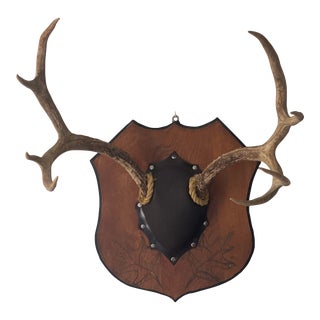 Mid 20th Century Vintage Antlers on Large Plaque 8 Point For Sale