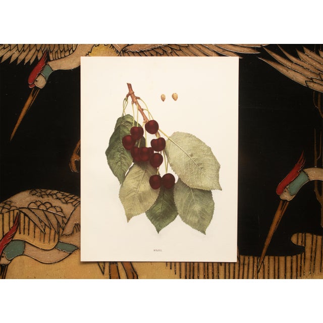 1900s U. P. Hedrick, Original Antique Photogravure of Mezel Cherries For Sale In Dallas - Image 6 of 7