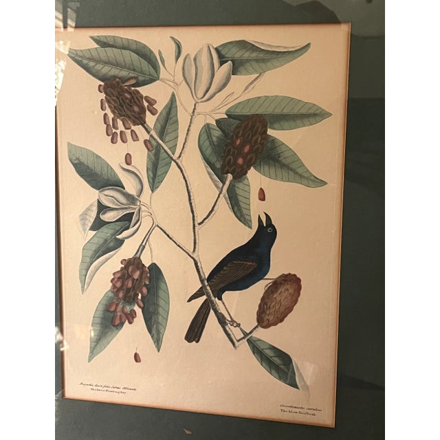 Antique Hand Colored Bird Engravings Framed Mark Catesby Set For Sale In Richmond - Image 6 of 14