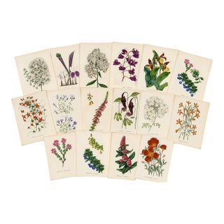 Collection of Sixteen Hand-Colored Botanical Prints by Sir Joseph Paxton, England, Circa 1850 For Sale