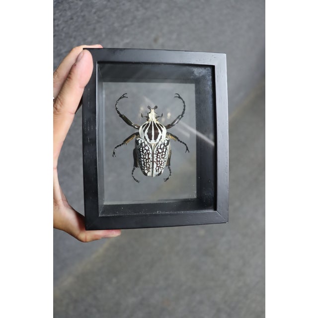 Contemporary Framed Eastern Goliath Beetle Specimen in Glass Shadow Box For Sale - Image 3 of 7