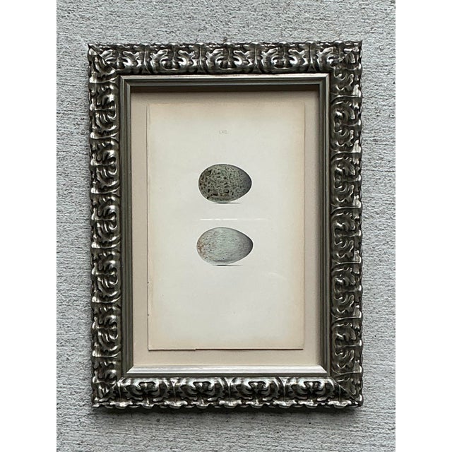 This elegant vintage book plate offers a refined glimpse into the world of natural history, featuring a detailed study of...