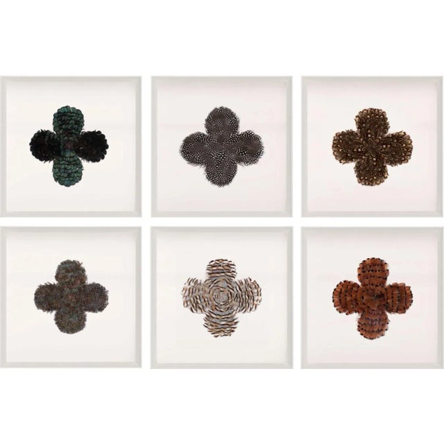 Brown Victoria Mounted Feathers, Set Of 6, Framed Artwork For Sale - Image 8 of 8