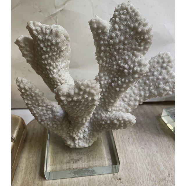 Pair Faux Coral White Thick Finger Mounted on Glass Decorative Objects For Sale - Image 10 of 12