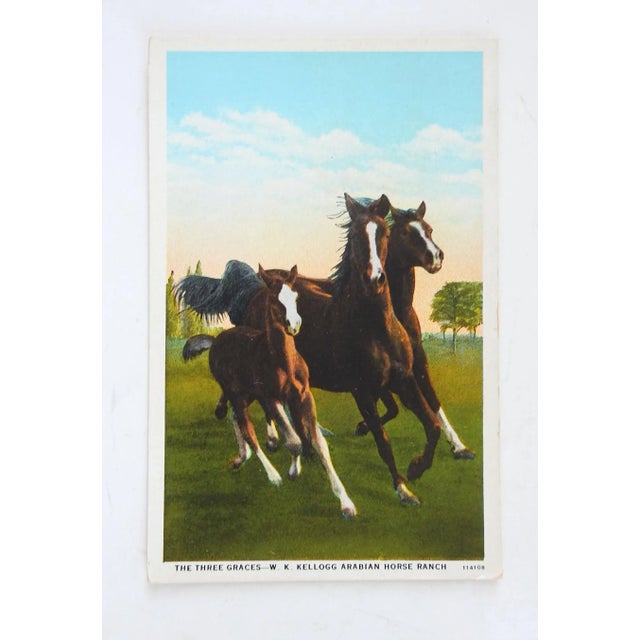 Vintage Kellogg Arabians Three Graces Horses Postcard Print For Sale - Image 4 of 4