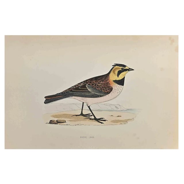 Alexander Francis Lydon, Shore Lark, Woodcut Print, 1870 For Sale