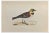 Alexander Francis Lydon, Shore Lark, Woodcut Print, 1870 For Sale