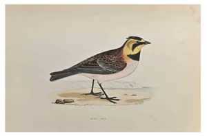 Alexander Francis Lydon, Shore Lark, Woodcut Print, 1870