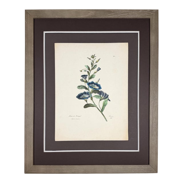 Antique Botanical Print of Morning Glory | 1818 French Hand-Colored Lithograph For Sale