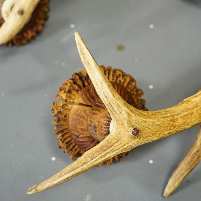 Wood A Pair Great Black Forest Wall Sconces With Deer Antlers, Germany Ca. 1950 For Sale - Image 7 of 9