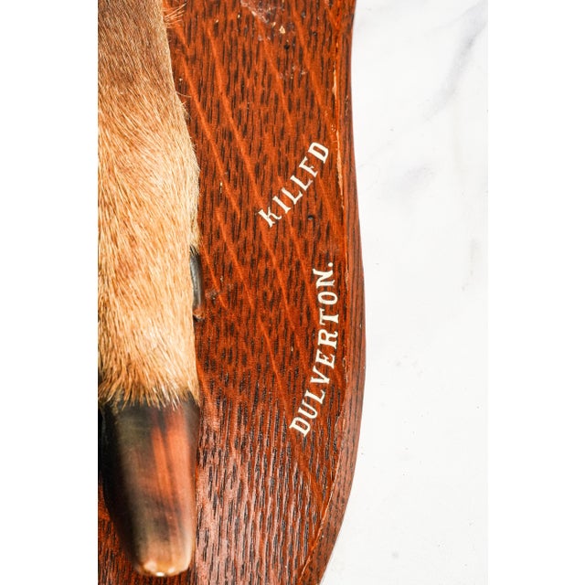 Nice Deer Hoof Wood Shield Mounted Antique English Taxidermy Hunting Trophy For Sale In New York - Image 6 of 14