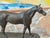 Late 19th Century English Cast Bronze Horse For Sale - Image 4 of 7