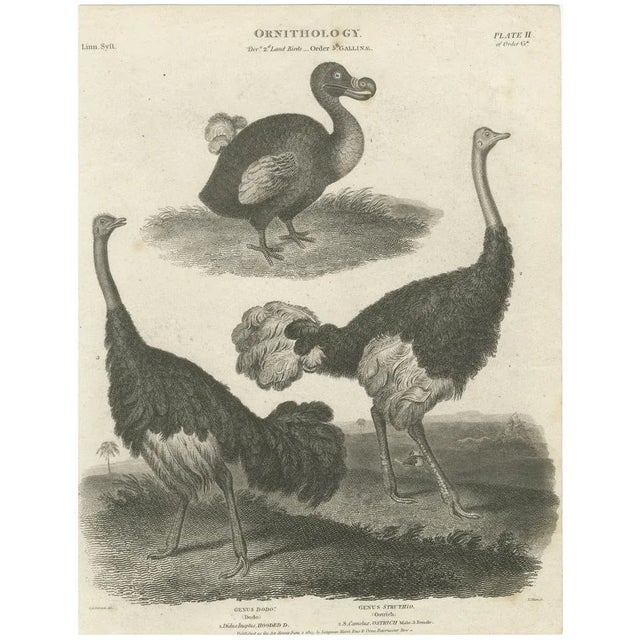 After Sydenham Edwards, Extinct Dodo and an Ostrich, 1805, Copperplate Engraving For Sale - Image 10 of 10