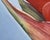 2000s "Red Ginger" Gallery Wrapped Oil Painting by Judith Moore For Sale - Image 9 of 10