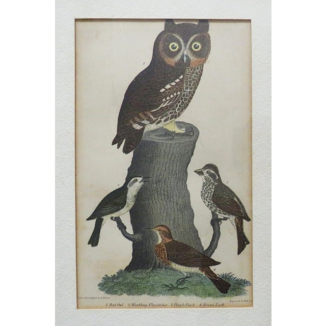 Set of 3 Alexander Wilson Owl Bird Engravings Framed 19th C. Antique For Sale - Image 4 of 8