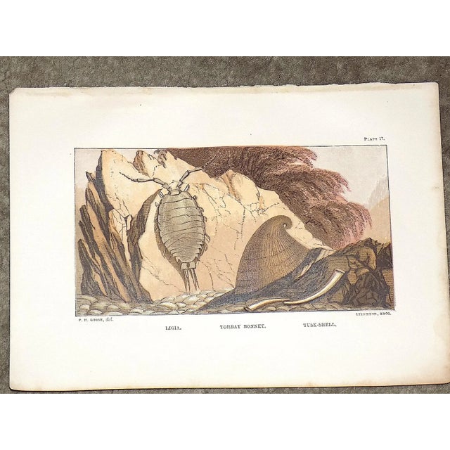 Late 19th Century Antique 19th Century Sea Creature Lithographs--Set of 7 For Sale - Image 5 of 9