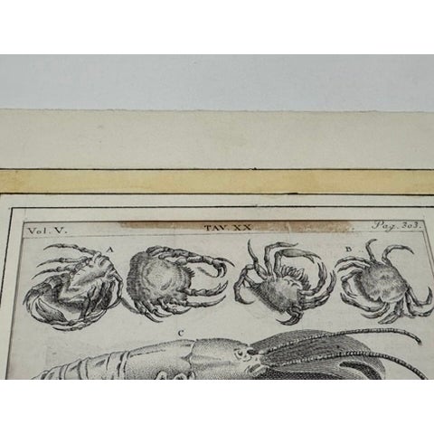 Black Lot of 3 Antique Italian Natural History Fish & Ray Engravings, Hand Colored, Matted For Sale - Image 8 of 14