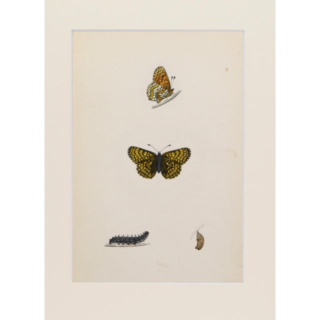 Realism 19th Century Antique Morris Butterfly Print Hand Colored Lithograph 1853 For Sale - Image 3 of 4
