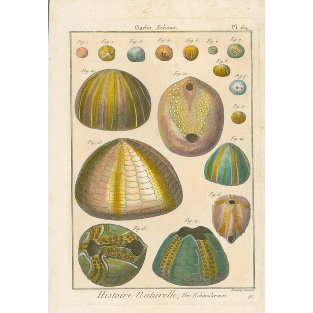 Original antique French natural-history plate titled Ourfin, Echinus, Plate 154, with numerous detailed sea-urchin forms...
