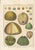 Original antique French natural-history plate titled Ourfin, Echinus, Plate 154, with numerous detailed sea-urchin forms...