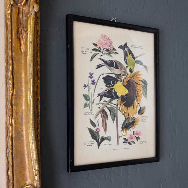 Mustard Pair of Framed Bird and Botanical Prints by Arthur Singer Mockingbird and Goldfinch For Sale - Image 8 of 16