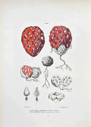 Vincenzo Tenore, The Salvatic Fire and the Geastro, Lithograph, 1870s
