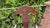 Art Nouveau Wooden Desk Chair For Sale - Image 5 of 11