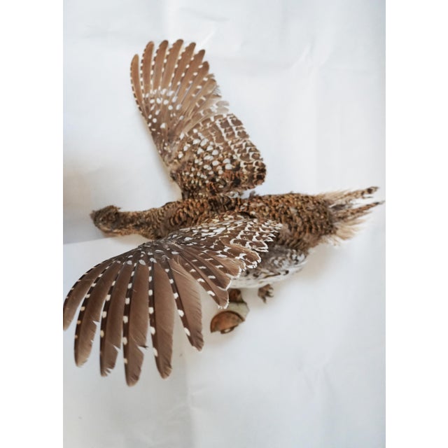 American Taxidermy Pheasant Hen With Wood Accent For Sale - Image 3 of 7