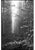Paul Cooklin, Thorpe Forest, Thetford 2021, Edition of 50 For Sale - Image 7 of 7