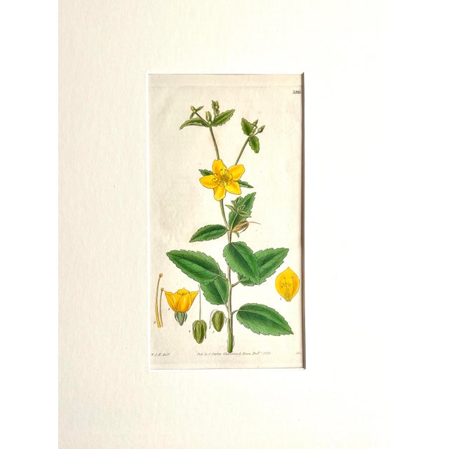 Antique Curtis hand colored floral Botanical Etching c.1836 Presented matted and framed in a contemporary classic frame....