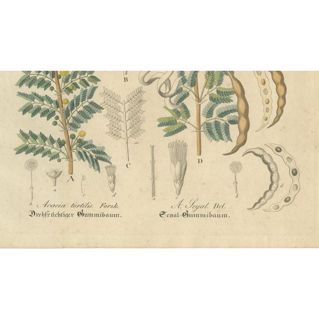 Acacia Tortilis & Acacia Seyal, 1800s, Paper For Sale - Image 5 of 10
