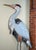 Mid 20th Century Monumental Folk Art Hand Carved & Painted Wood Blue Heron Garden Sculpture For Sale - Image 5 of 12
