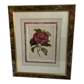 Hand Colored Botanical Art Circa 1940 For Sale