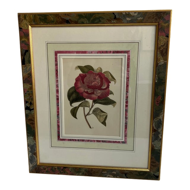 Hand Colored Botanical Art Circa 1940 For Sale