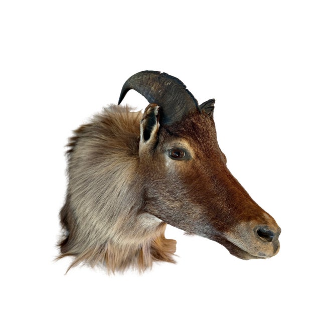 Closely related to the wild goat, this Himalayan Tahr is known for its shaggy, tick coat and mane-like collar. Native to...