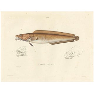 Blanchard, Cusk (Brosme Brosme) with Anatomical Studies, 1845, Print For Sale
