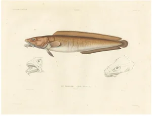 Blanchard, Cusk (Brosme Brosme) with Anatomical Studies, 1845, Print