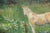White Grace B. Keogh Painting "Horse in Field" For Sale - Image 8 of 10