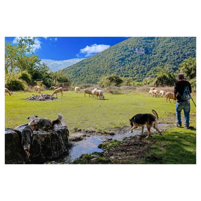 Cindi Emond, Moving the Flock Through Frattura Vecchia, Photograph, 2020 For Sale